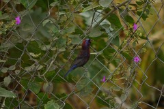 Passerina versicolor