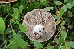 Russula adusta