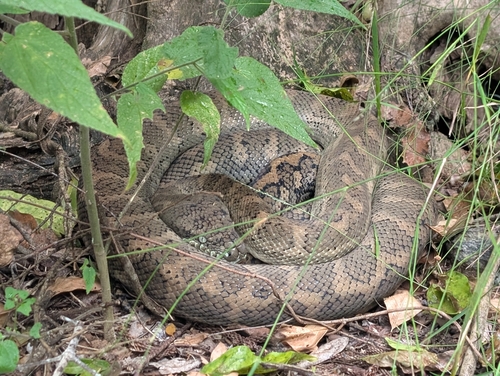Coastal Carpet Python sighting