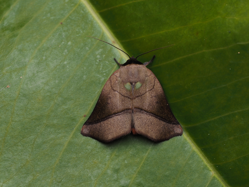 Diehlea holophaea