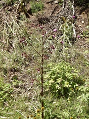 Cirsium vinaceum