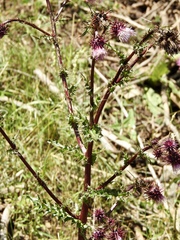Cirsium vinaceum