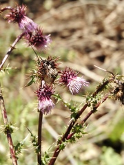 Cirsium vinaceum