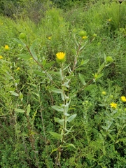 Grindelia lanceolata