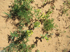 Lyperia