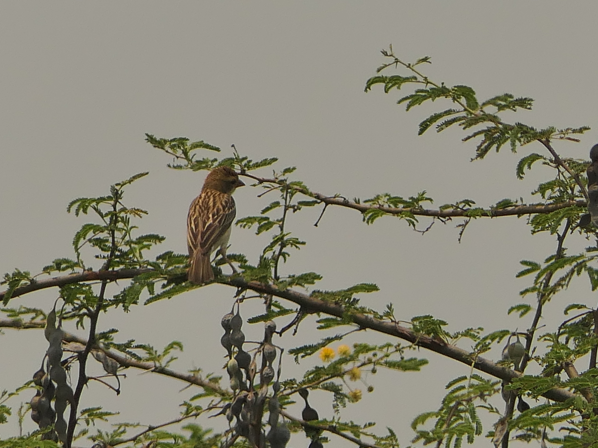 Baya Weaver