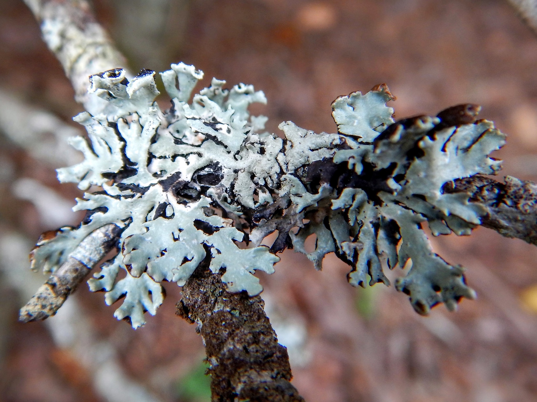 Hypogymnia physodes image