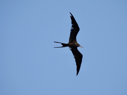 Fragata Tijereta