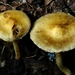 Inocybe subochracea - Photo (c) Jacob Kalichman, some rights reserved (CC BY-NC), uploaded by Jacob Kalichman