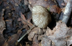 Entoloma watsonii