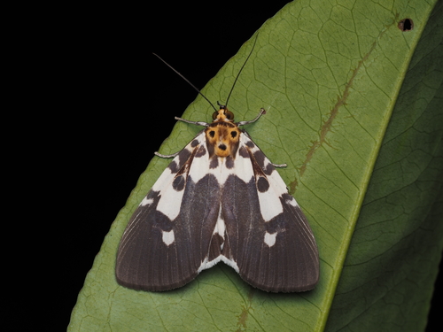 Asota kinabaluensis