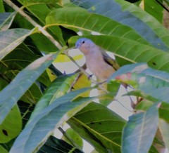 Conirostrum speciosum