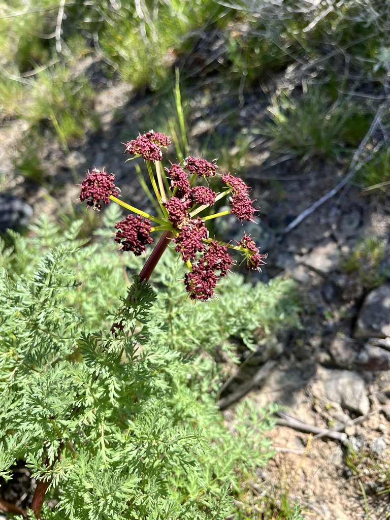 Carrotleaf Biscuitroot