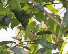 Conirostrum speciosum
