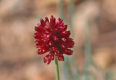 Ptilotus spicatus