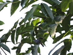 Conirostrum speciosum