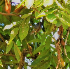 Conirostrum speciosum