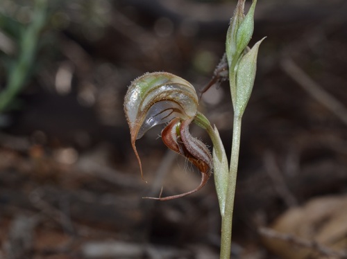 Large-hooded Rufous Greenhood (Pterostylis macrocalymma)