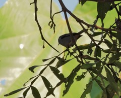 Conirostrum speciosum