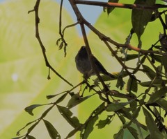 Conirostrum speciosum