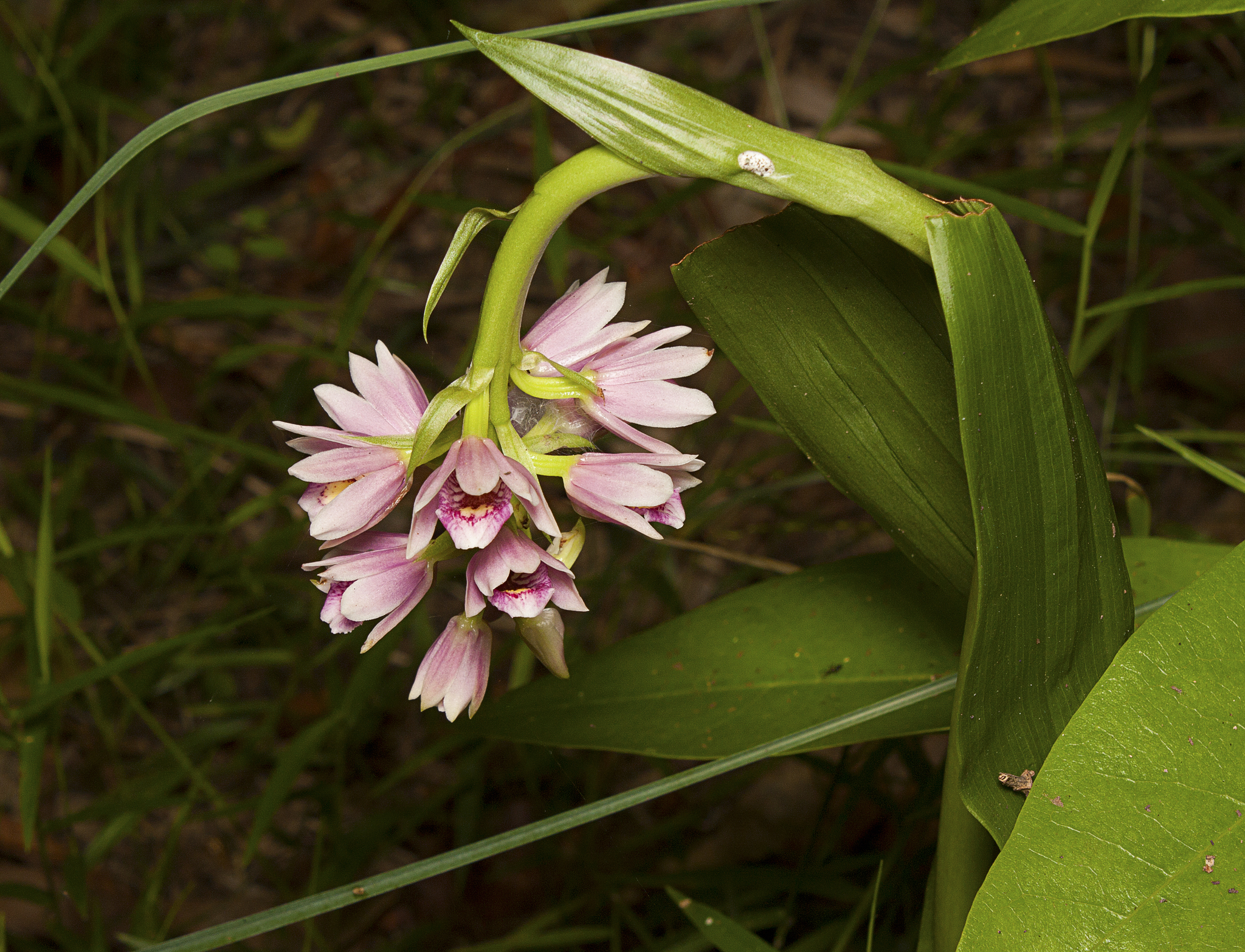 Eulophia picta