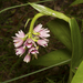 Shepherd's Crook Orchid - Photo (c) tjeales, some rights reserved (CC BY-SA), uploaded by tjeales