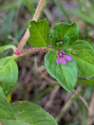 Cuphea carthagenensis observed 2025-03-30