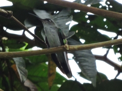 Campylopterus largipennis