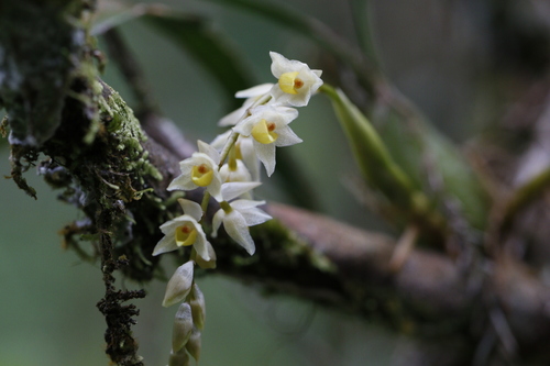 Coelogyne cantonensis, photograph 5