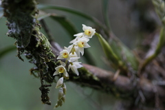 Coelogyne cantonensis, photograph Mickey Wu, CC BY, iNaturalist via GBIF