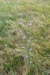 Centaurea pseudomaculosa