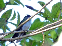 Campylopterus largipennis