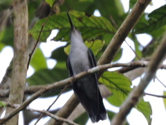 Campylopterus largipennis