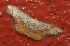 Pylargosceles steganioides