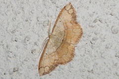 Pylargosceles steganioides
