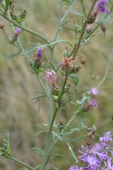 Centaurea pseudomaculosa