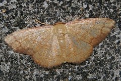 Pylargosceles steganioides