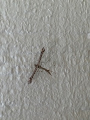 Anstenoptilia