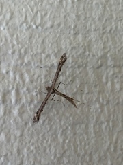Anstenoptilia