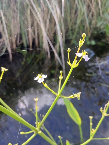 Image of Alisma lanceolatum by (c) Leon Perrie, some rights reserved (CC BY)