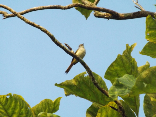 Small Minivet