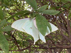 Actias