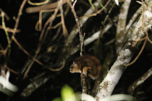 Hairy-footed Flying Squirrel