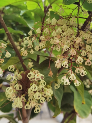Seven Sisters' Fruit