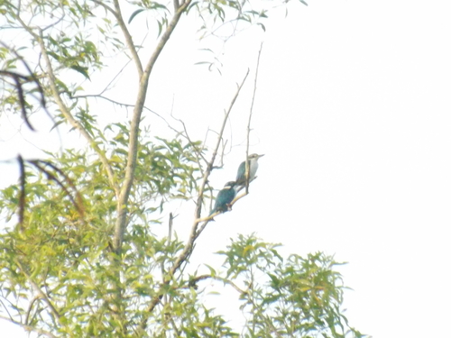 Collared Kingfisher