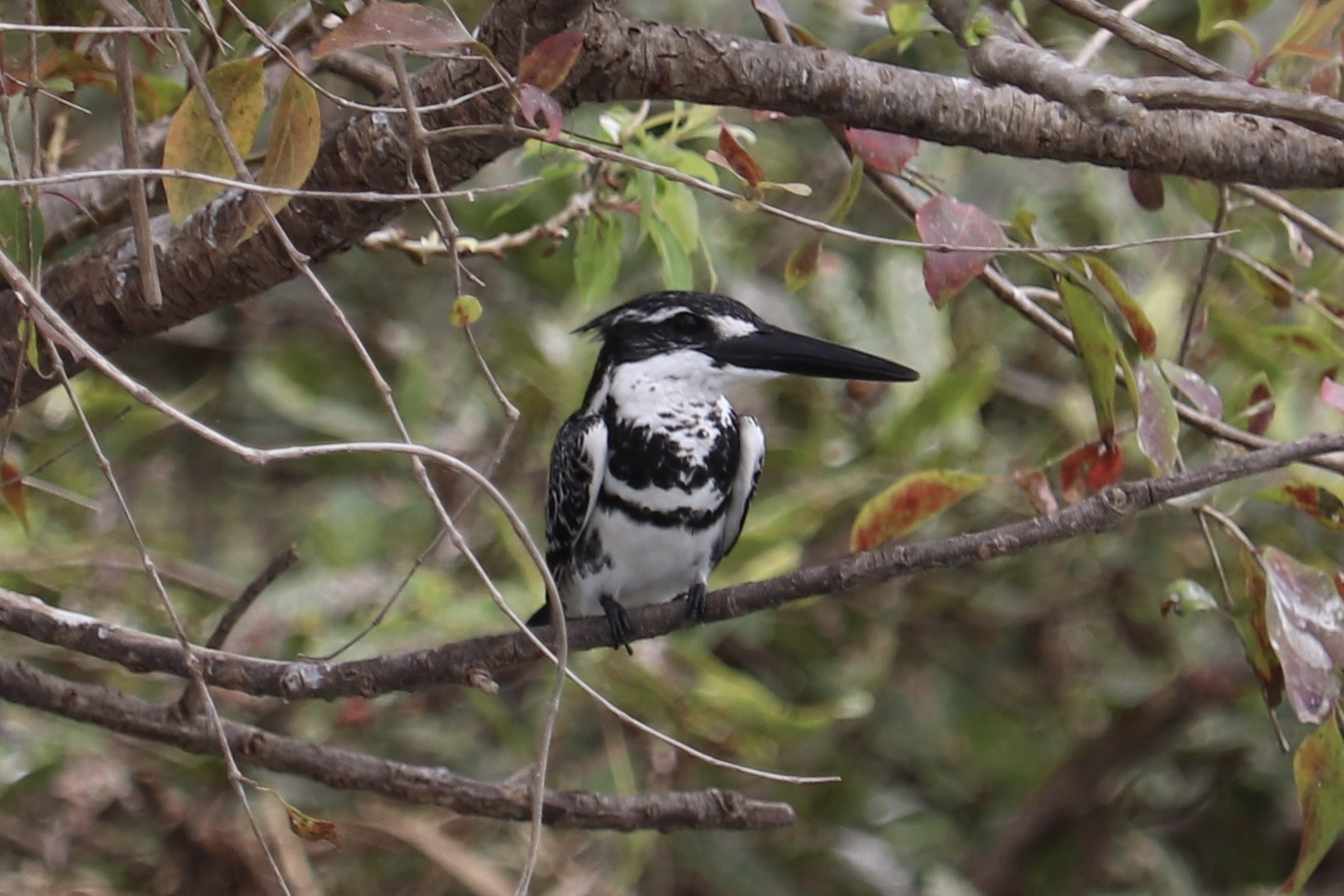 Pied Kingfisher