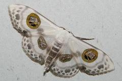 Problepsis diazoma