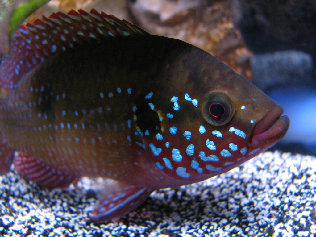 Cichlidé bijou tacheté (Rubricatochromis guttatus)