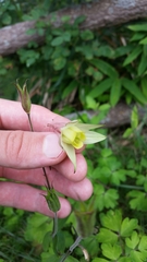 Aquilegia buergeriana