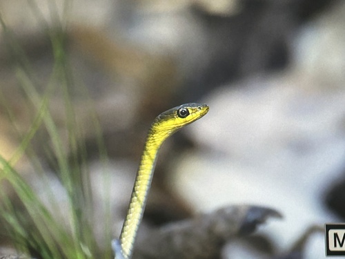 Common Tree Snake sighting
